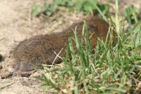 Sommerfest Baumberge 2010 287